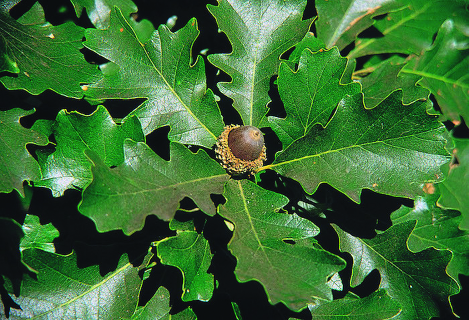 image of bur oak leaves and acorn