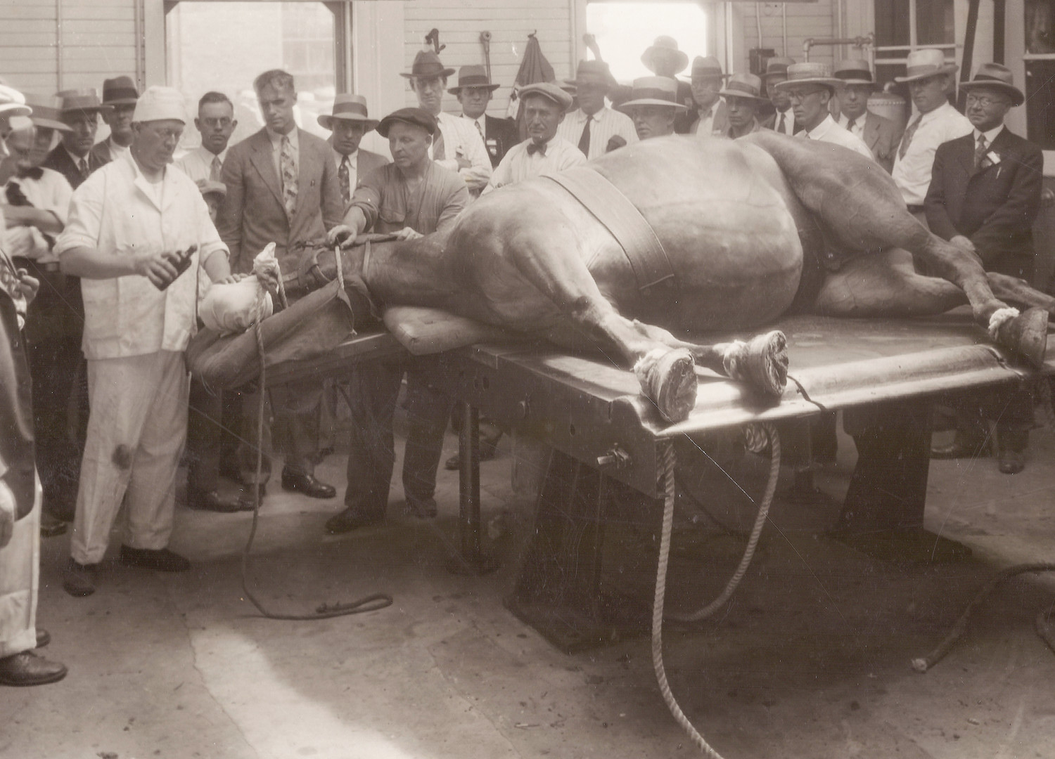 Photo of a horse being anesthetized circa 1928