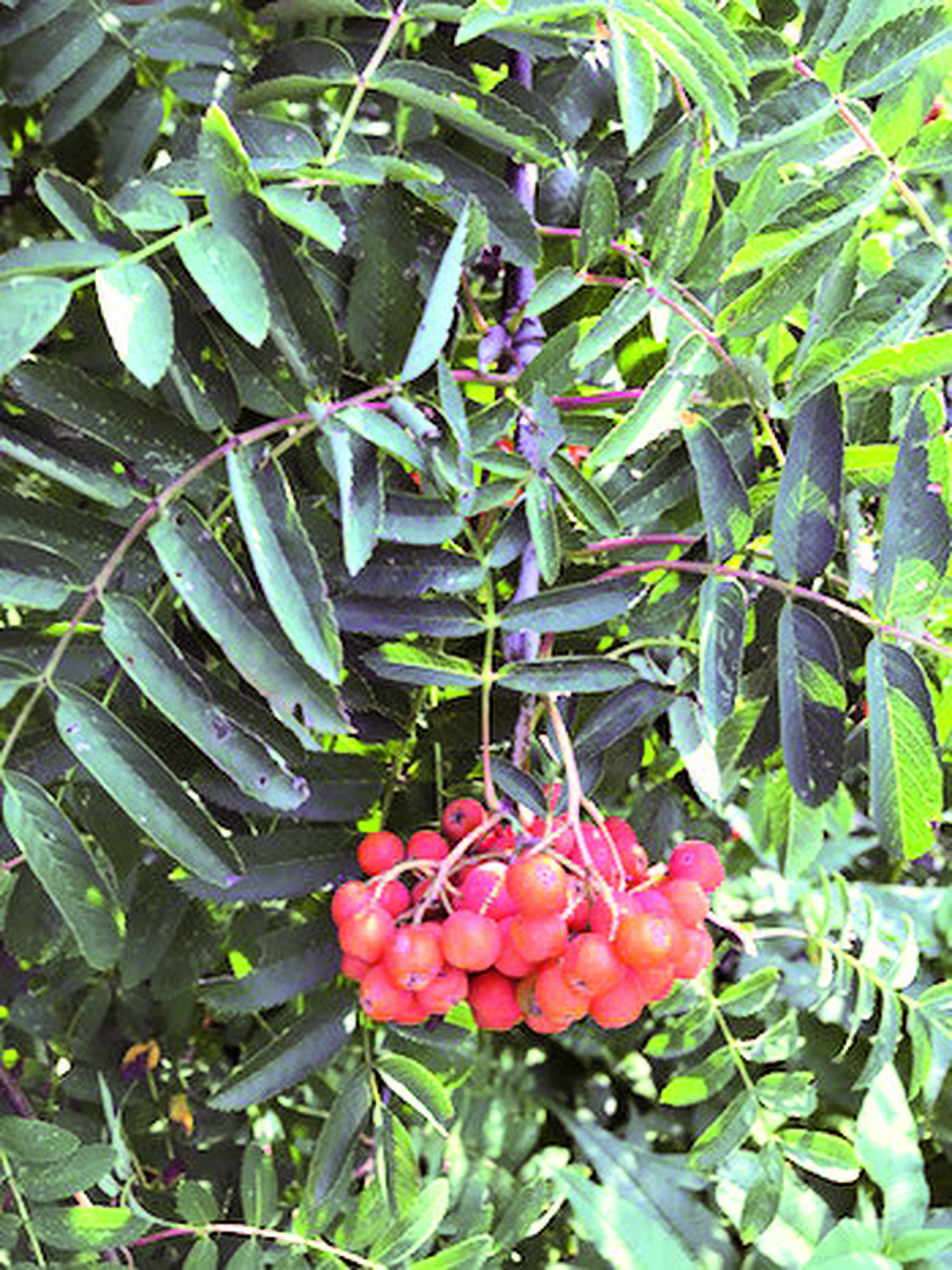 Image of mountain ash berries